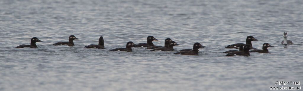 Velvet Scoter