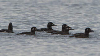 Velvet Scoter