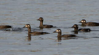 Velvet Scoter