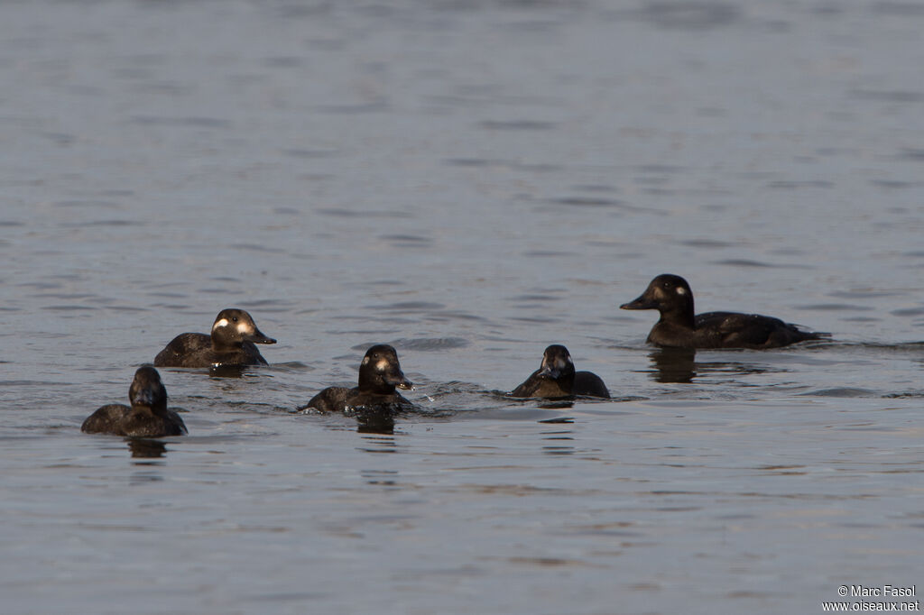 Velvet Scoter