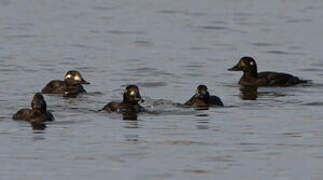 Velvet Scoter