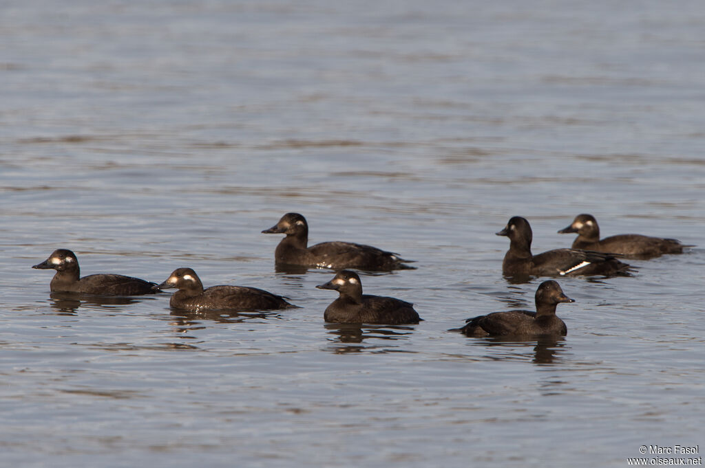 Velvet Scoter