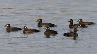 Velvet Scoter