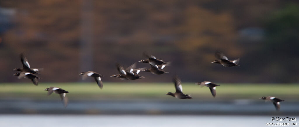 Velvet Scoter, Flight