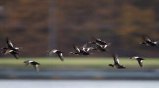 Velvet Scoter