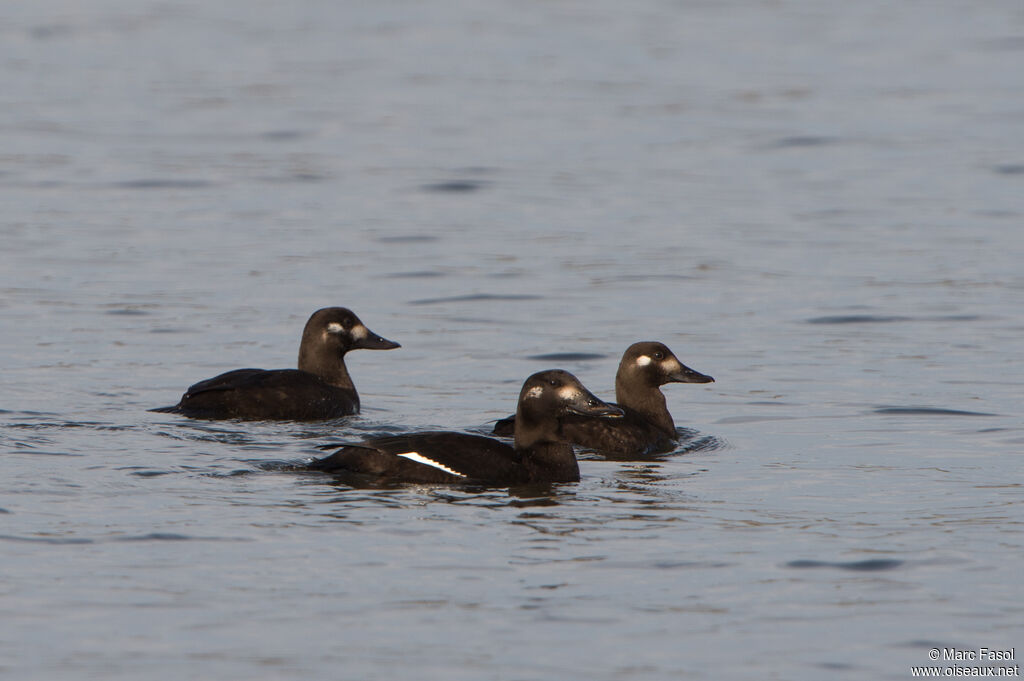 Velvet Scoter