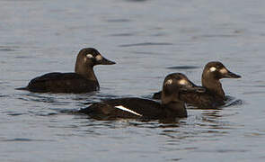 Velvet Scoter