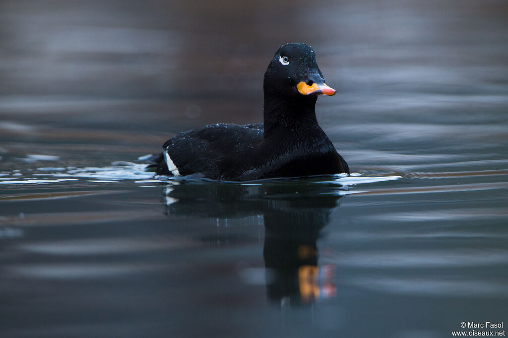 Velvet Scoter male adult post breeding, swimming