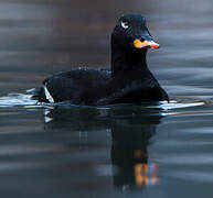 Velvet Scoter