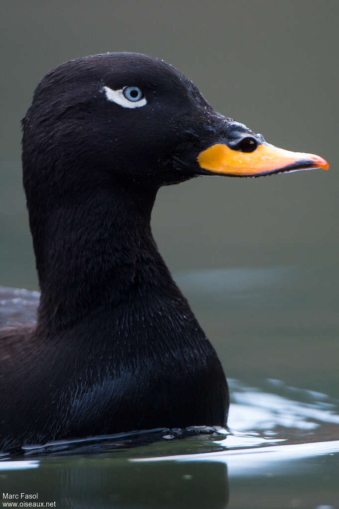 Velvet Scoter male adult, close-up portrait