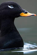 Velvet Scoter