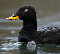 Velvet Scoter