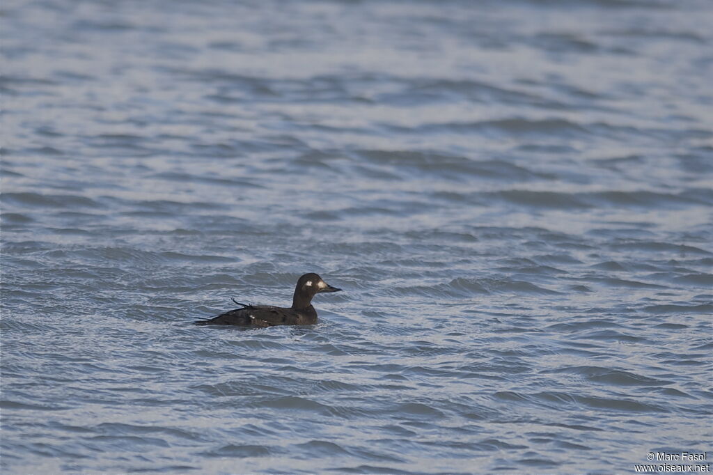 Macreuse brune femelle juvénile, identification