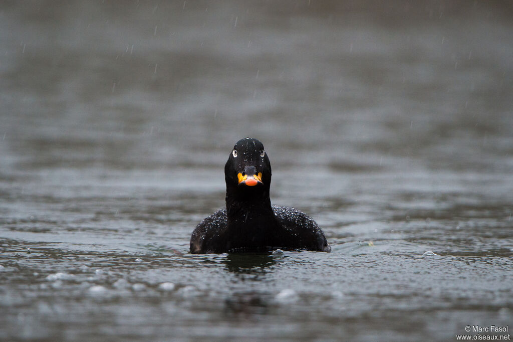 Velvet Scoter male adult, identification, swimming