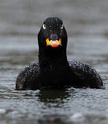 Velvet Scoter