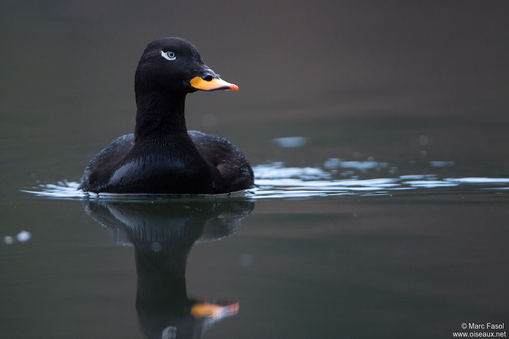 Velvet Scoter male, close-up portrait, swimming