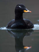 Velvet Scoter