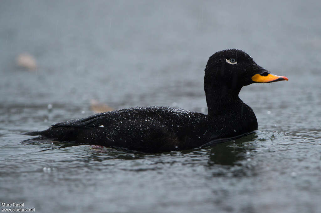 Velvet Scoter male adult breeding, aspect, swimming