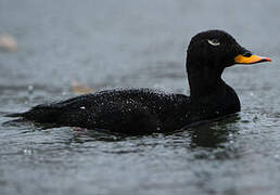 Velvet Scoter