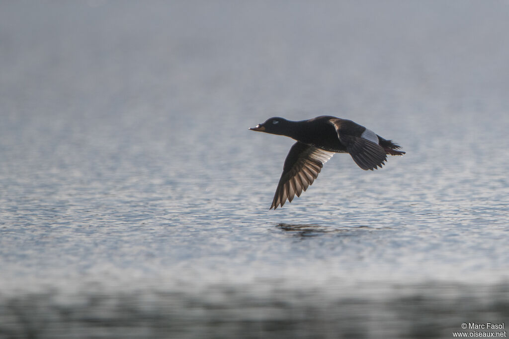 Velvet Scoter male adult, Flight