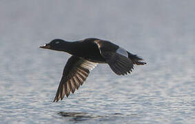 Velvet Scoter