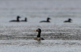 Velvet Scoter