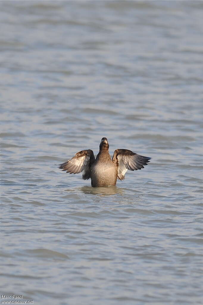 Velvet Scoter female First year, pigmentation