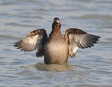 Velvet Scoter