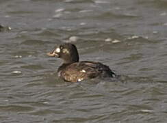 Velvet Scoter