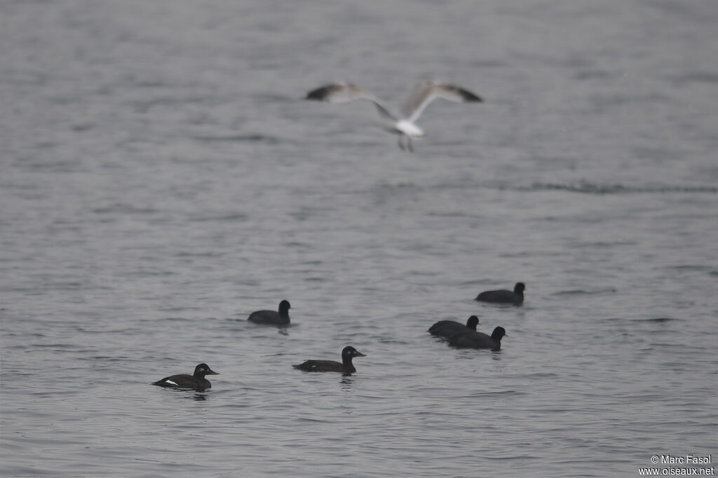 Macreuse brune femelle, identification