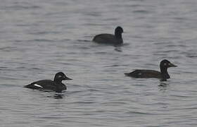 Velvet Scoter