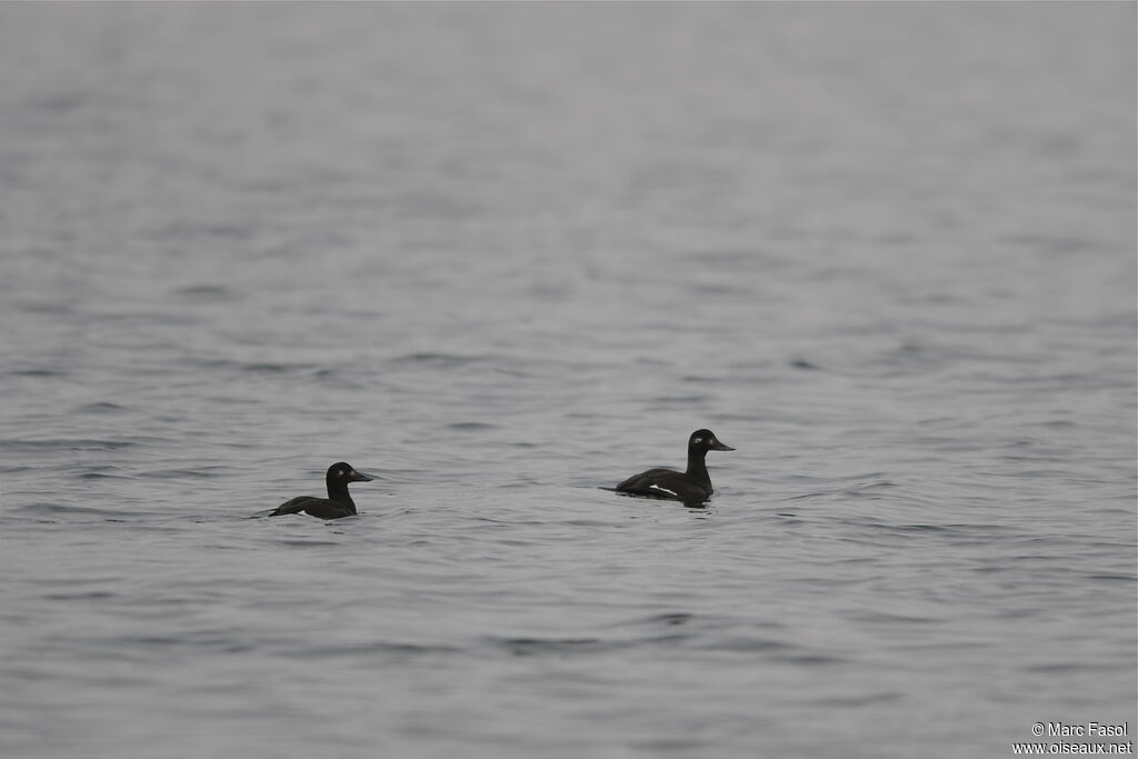 Macreuse brune femelle, identification