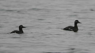 Velvet Scoter