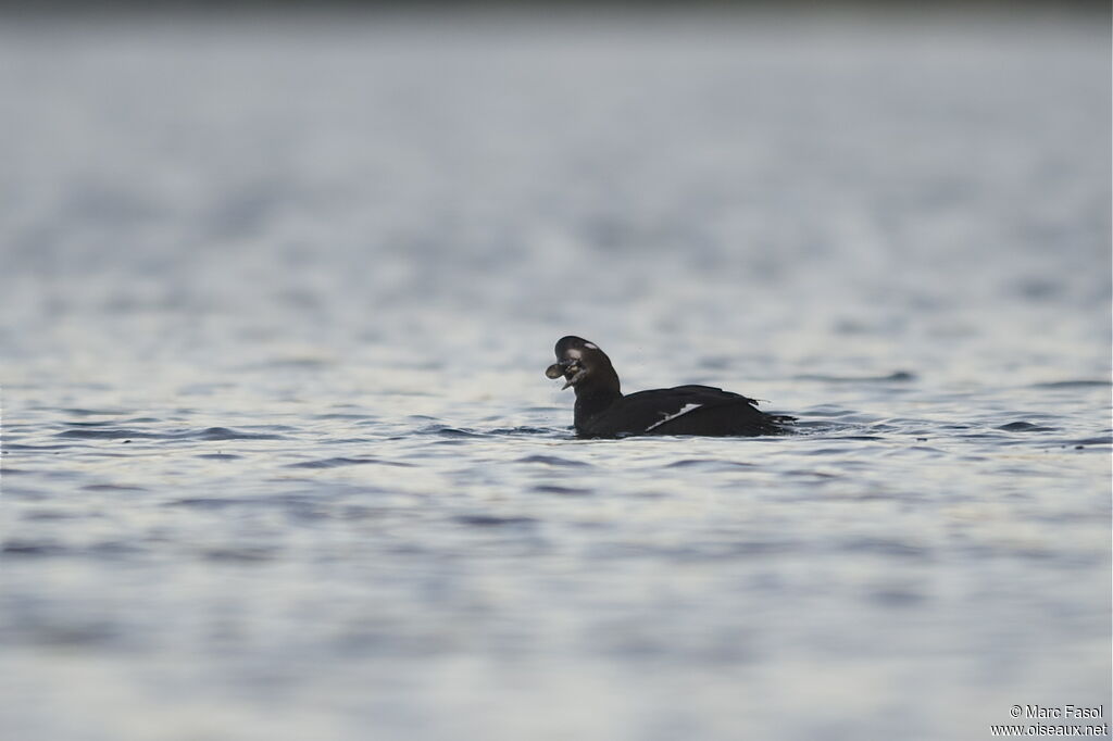 Velvet Scoter female adult, identification, feeding habits