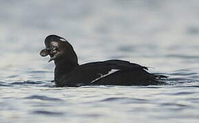 Velvet Scoter