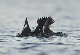 Velvet Scoter