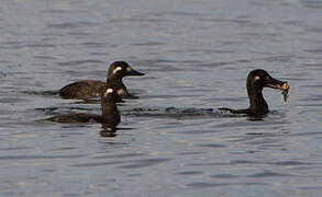 Velvet Scoter