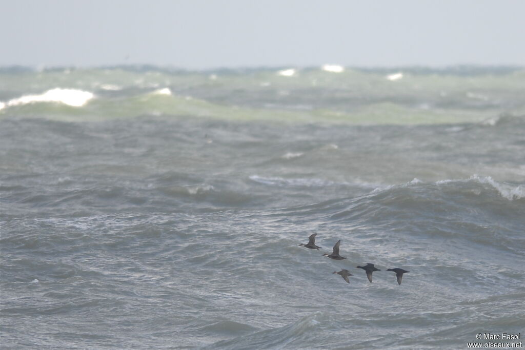 Common Scoter, Flight