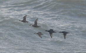 Common Scoter