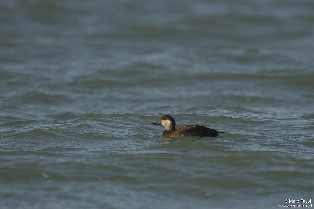 Common Scoter female, identification