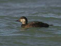 Common Scoter