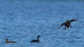 Common Scoter