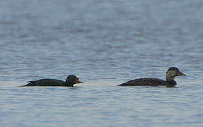 Common Scoter