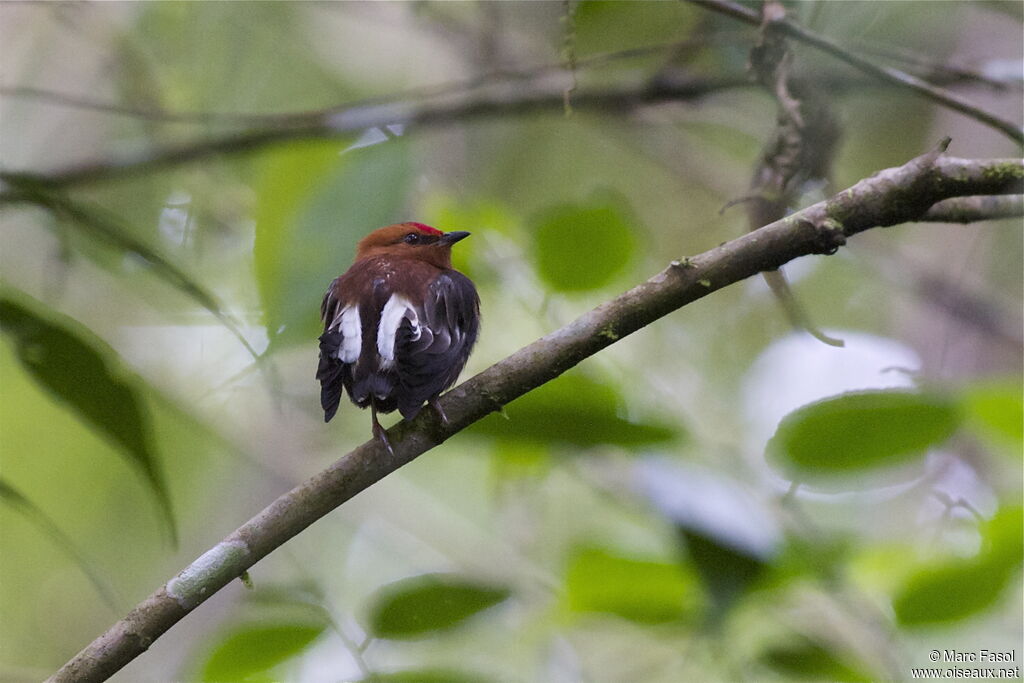 Manakin à ailes blanches mâle adulte, identification