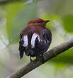 Manakin à ailes blanches