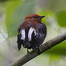 Manakin à ailes blanches