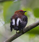 Club-winged Manakin