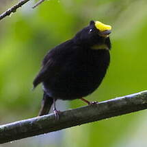 Manakin à ailes d'or