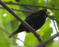 Manakin à ailes d'or