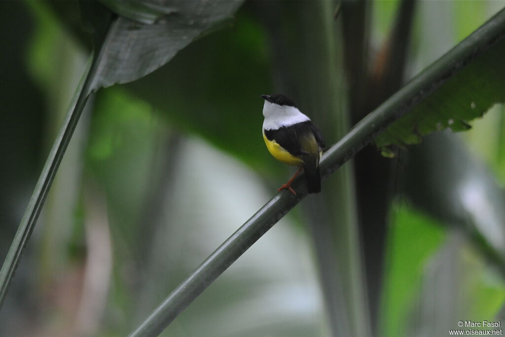 Manakin à col blanc mâle, identification, chant, Comportement